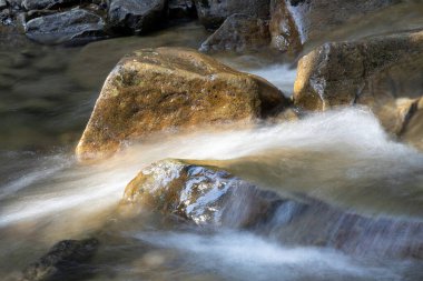 Ukrayna Karpatları 'nda bir yaz gününde dağ deresi
