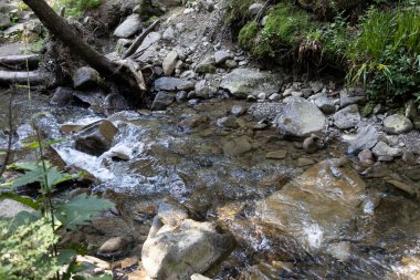Ukrayna Karpatları 'nda bir yaz gününde dağ deresi