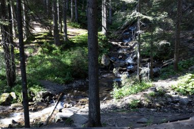 Ukrayna Karpatları 'nda yaz ormanı