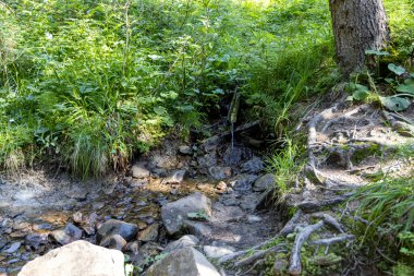 Ukrayna Karpatları 'nda bir yaz gününde dağ deresi