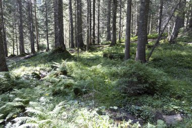 Ukrayna Karpatları 'nda yaz ormanı