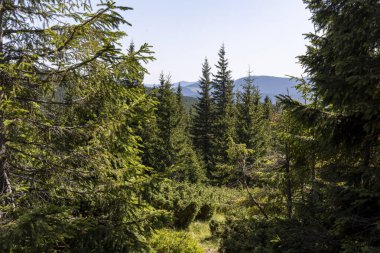 Yazın Ukrayna Karpatları 'nda dağ manzarası.