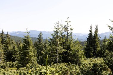 Yazın Ukrayna Karpatları 'nda dağ manzarası.