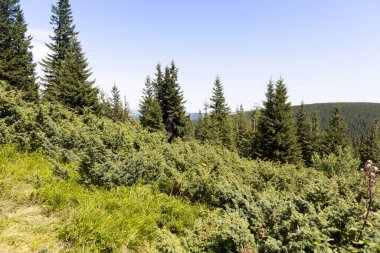 Yazın Ukrayna Karpatları 'nda dağ manzarası.