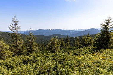 Yazın Ukrayna Karpatları 'nda dağ manzarası.