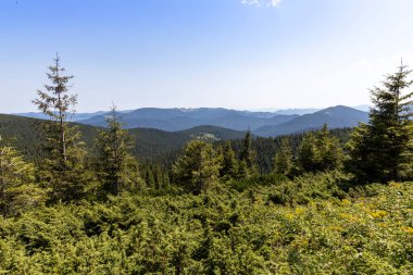 Yazın Ukrayna Karpatları 'nda dağ manzarası.