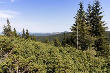 Yazın Ukrayna Karpatları 'nda dağ manzarası.