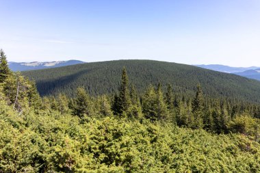 Yazın Ukrayna Karpatları 'nda dağ manzarası.