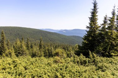 Yazın Ukrayna Karpatları 'nda dağ manzarası.