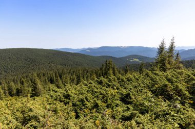 Yazın Ukrayna Karpatları 'nda dağ manzarası.