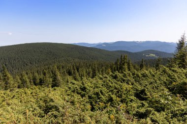 Yazın Ukrayna Karpatları 'nda dağ manzarası.