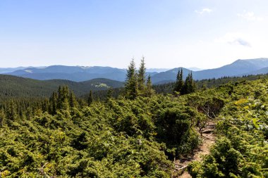 Yazın Ukrayna Karpatları 'nda dağ manzarası.