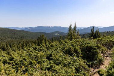 Yazın Ukrayna Karpatları 'nda dağ manzarası.