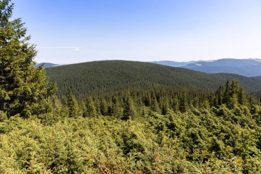Yazın Ukrayna Karpatları 'nda dağ manzarası.