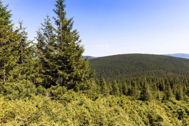 Yazın Ukrayna Karpatları 'nda dağ manzarası.