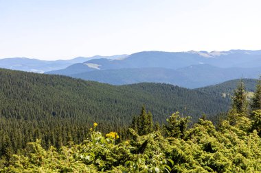 Yazın Ukrayna Karpatları 'nda dağ manzarası.