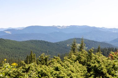 Yazın Ukrayna Karpatları 'nda dağ manzarası.