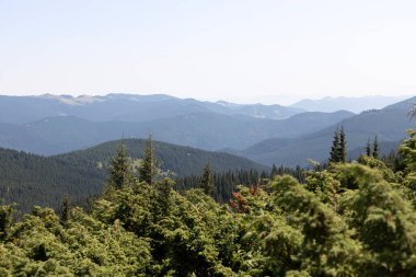 Yazın Ukrayna Karpatları 'nda dağ manzarası.