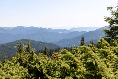 Yazın Ukrayna Karpatları 'nda dağ manzarası.