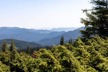 Yazın Ukrayna Karpatları 'nda dağ manzarası.