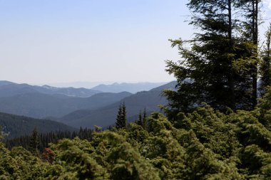 Yazın Ukrayna Karpatları 'nda dağ manzarası.