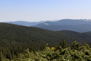 Yazın Ukrayna Karpatları 'nda dağ manzarası.