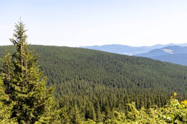 Yazın Ukrayna Karpatları 'nda dağ manzarası.