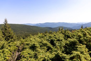 Yazın Ukrayna Karpatları 'nda dağ manzarası.