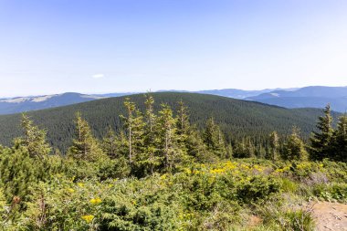 Yazın Ukrayna Karpatları 'nda dağ manzarası.