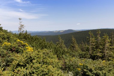 Yazın Ukrayna Karpatları 'nda dağ manzarası.