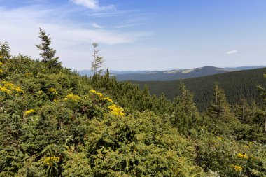 Yazın Ukrayna Karpatları 'nda dağ manzarası.