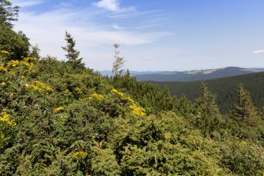Yazın Ukrayna Karpatları 'nda dağ manzarası.
