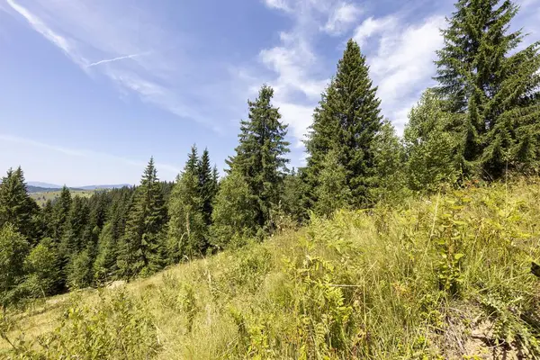 Yüksek Karpatlar 'da yeşil dağ çayırları