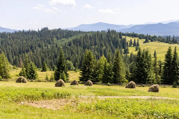Yazın Ukrayna Karpatları 'nda dağ manzarası.