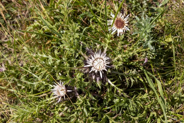 Mountain Flowers Ukrainian Carpathians Natural Background Summer Day — Stock Photo, Image