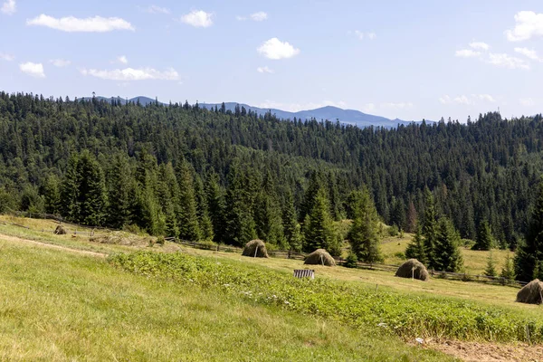 Yazın Ukrayna Karpatları 'nda dağ manzarası.