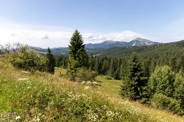 夏のウクライナのカルパティアの山の風景 — ストック写真