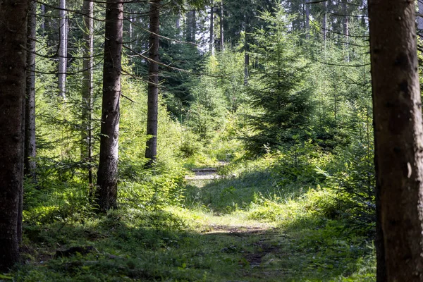 Mountain Forest Ukrainian Carpathians — Foto de Stock