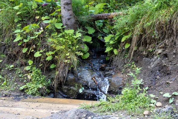 Arroyo Montaña Día Verano Los Cárpatos Ucranianos — Foto de Stock