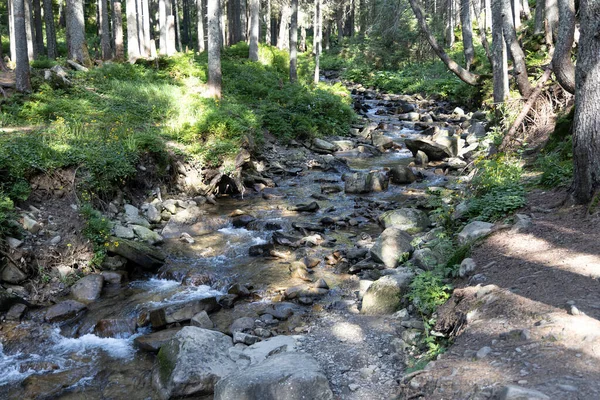 Mountain Stream Summer Day Ukrainian Carpathians — Fotografia de Stock