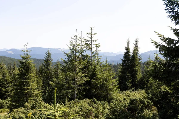 Yazın Ukrayna Karpatları 'nda dağ manzarası.