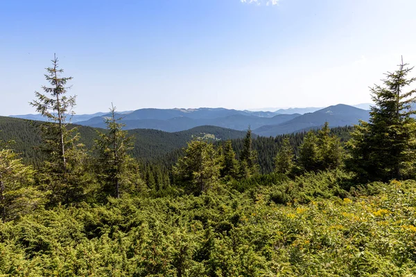Yazın Ukrayna Karpatları 'nda dağ manzarası.