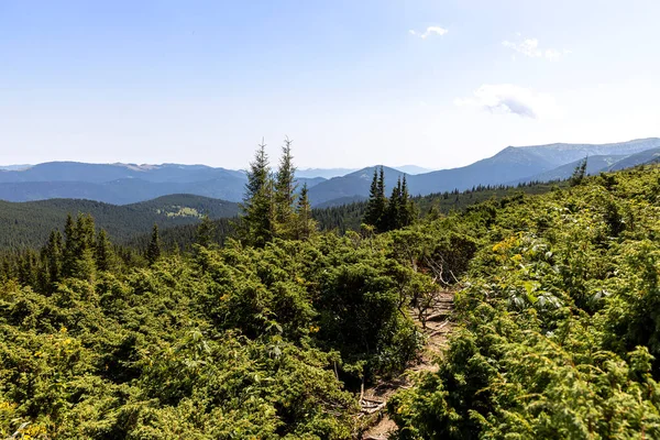 Yazın Ukrayna Karpatları 'nda dağ manzarası.