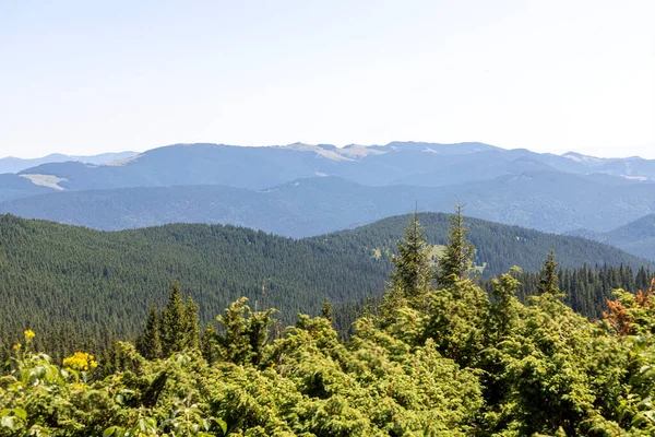 Yazın Ukrayna Karpatları 'nda dağ manzarası.