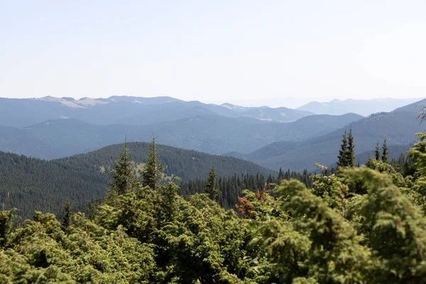 Yazın Ukrayna Karpatları 'nda dağ manzarası.