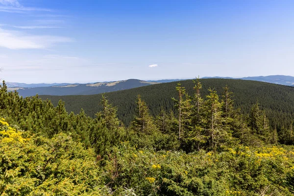 Yazın Ukrayna Karpatları 'nda dağ manzarası.