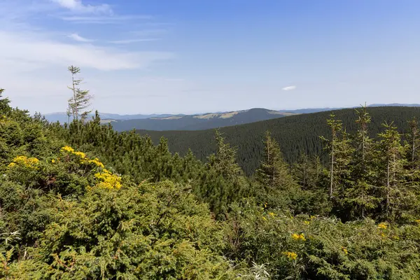 Yazın Ukrayna Karpatları 'nda dağ manzarası.