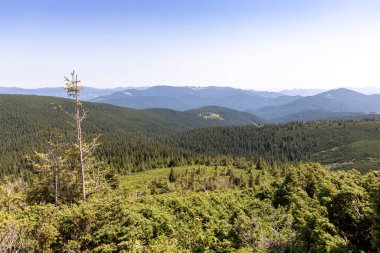 Yazın Ukrayna Karpatları 'nda dağ manzarası.