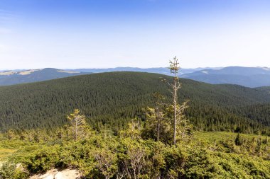 Yazın Ukrayna Karpatları 'nda dağ manzarası.