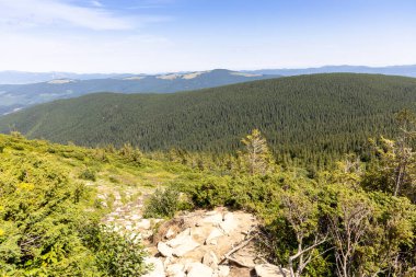 Yazın Ukrayna Karpatları 'nda dağ manzarası.